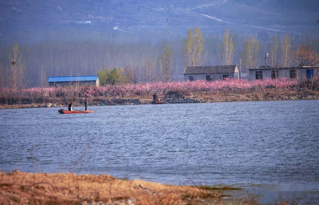 泗水龙湾湖桃花盛开的地方