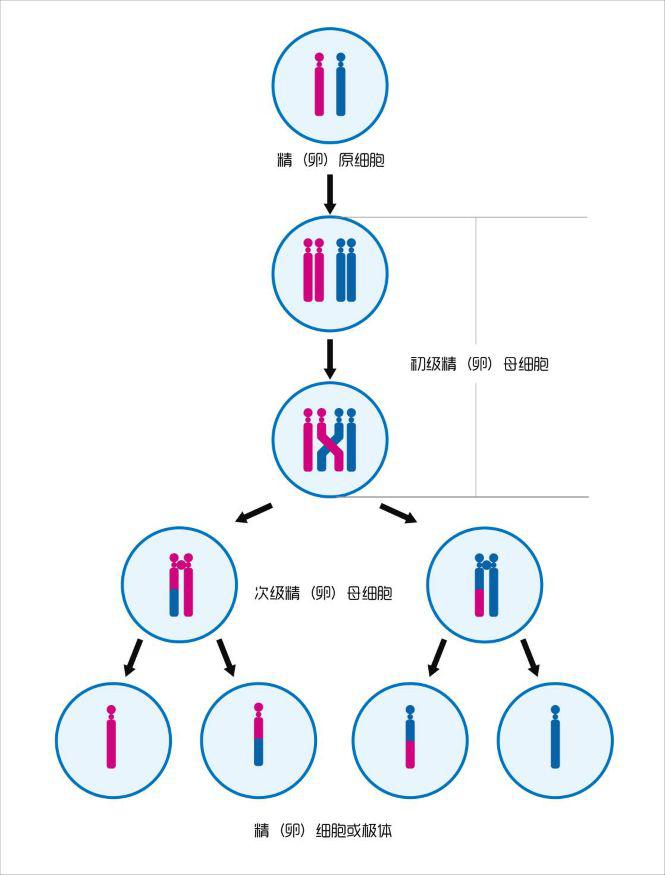 卵子(精子)的减数分裂