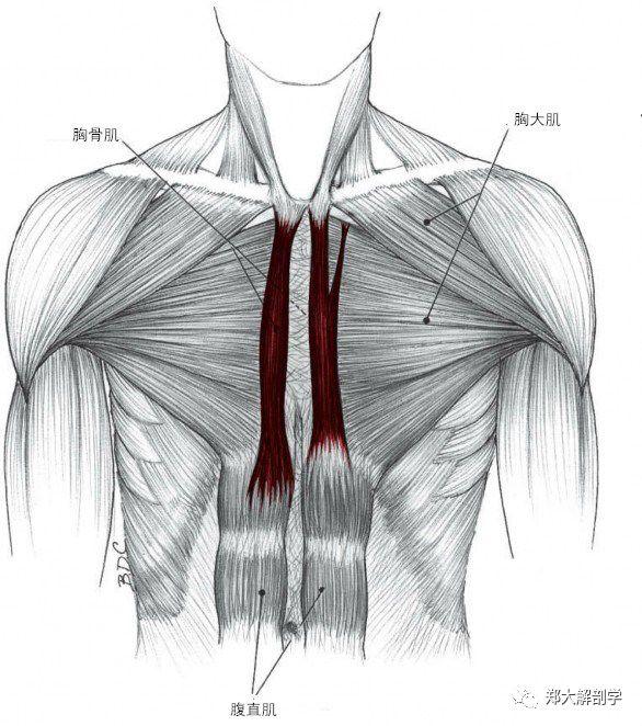 胸骨肌(2)对应中医穴位:人迎穴功能:双侧收缩:屈曲和拉直上颈段;单侧