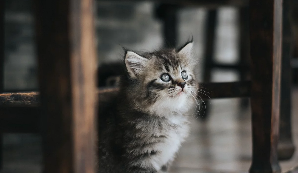 在网上花1万多买的缅因猫，带回家10天就死了