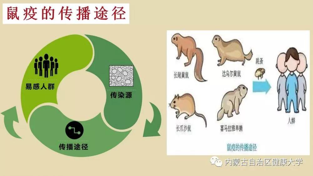 全是知识点!最全的鼠疫防控知识来啦