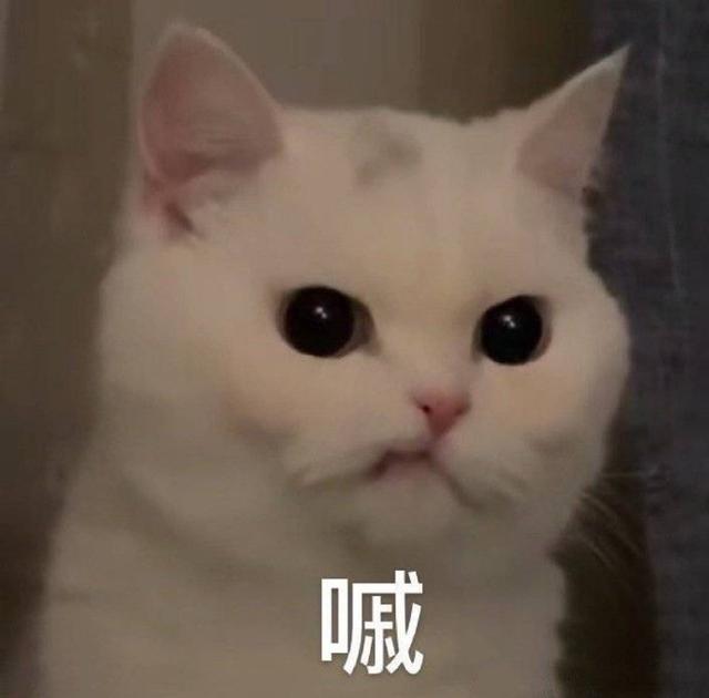 猫咪表情包合集|你这是想干嘛呀?_am