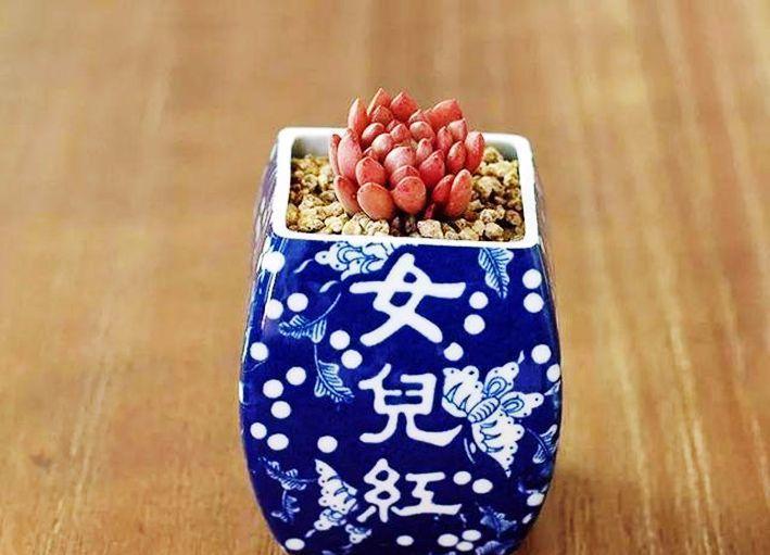 瓶子做花盆的做法 bdd9e224273c4aa4b98a3652ec272245.jpeg