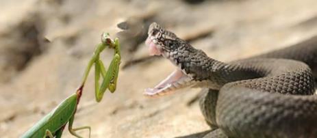 梦境迷踪，解析梦见很多被斩断的蛇的深层寓意