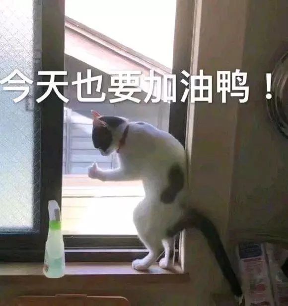 今天也要加油鸭(猫咪表情包)