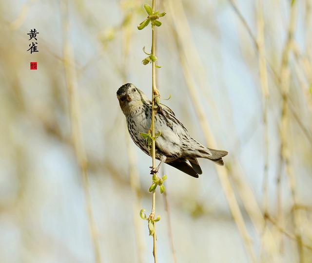 黄雀  