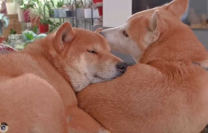 单身男子养了一对柴犬 一年后就悲剧了 这样秀恩爱过分了啊 狗狗