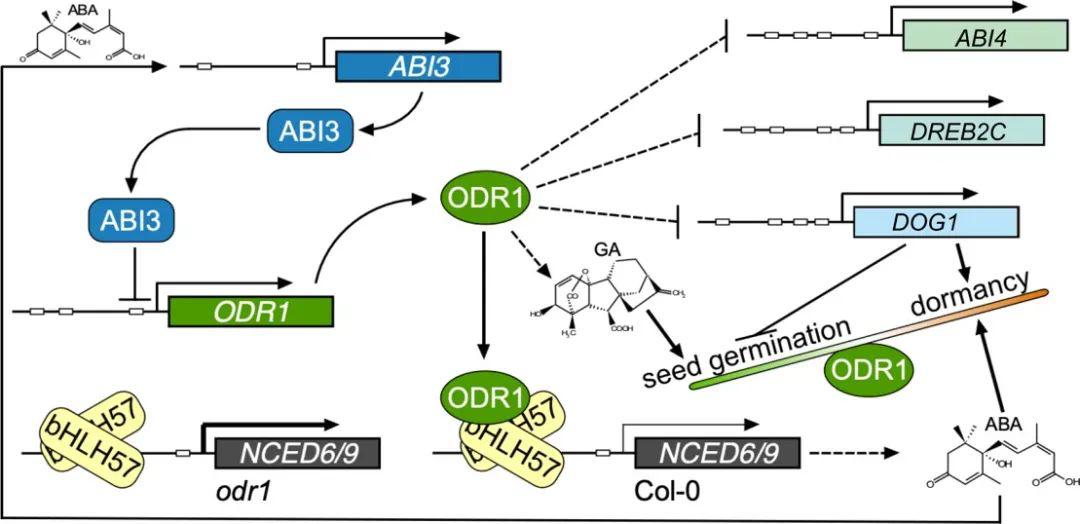 研究进展基因组所向勇团队发现连接aba信号和合成的种子休眠调控因子