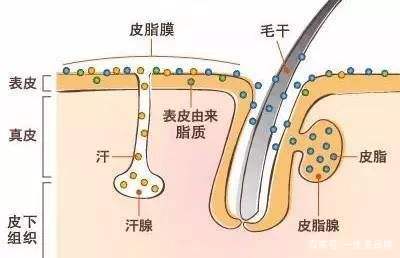 一生美护肤小课堂:如何减少皮肤油脂的分泌?_皮脂腺