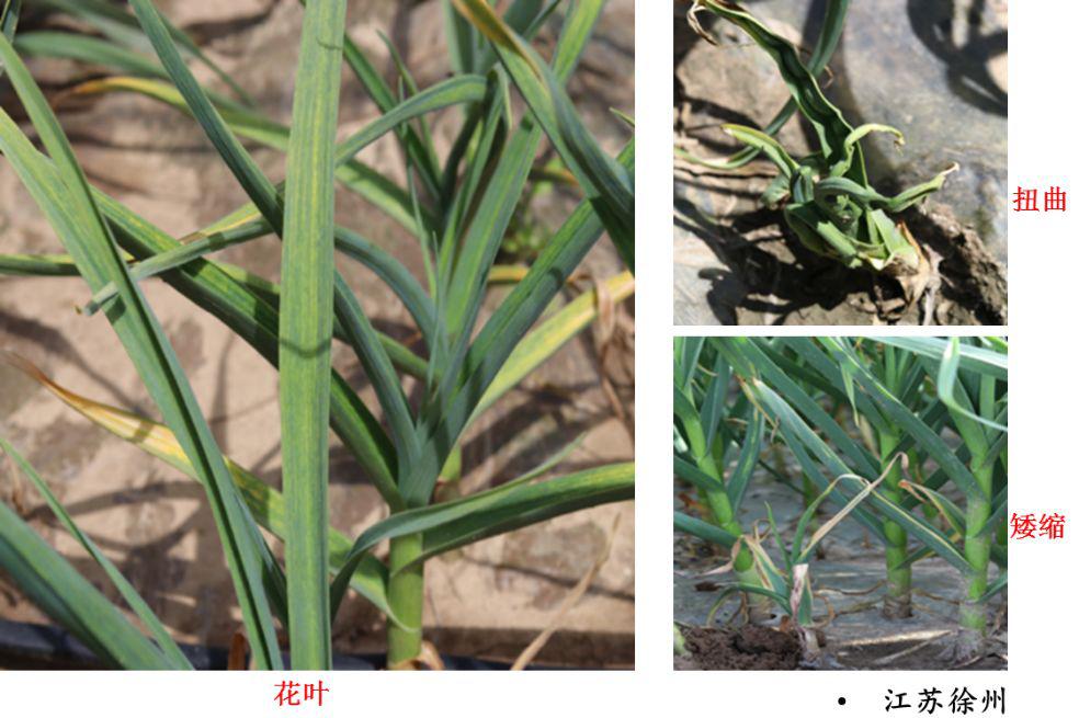 蔬菜| 大蒜主要病害识别与防控