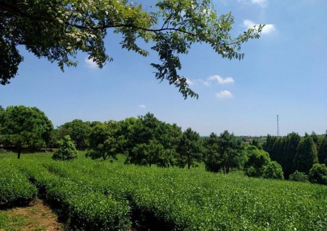 茶园婚纱基地_茶园基地图片(2)