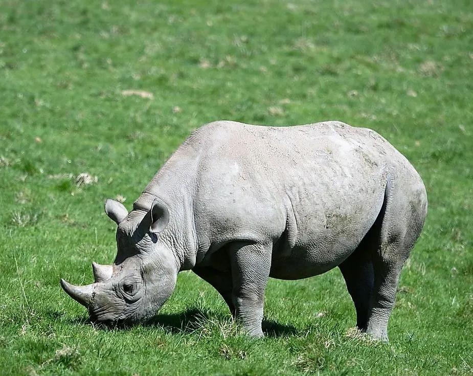 唐人笔下的野生动物：生态平衡 护生有功