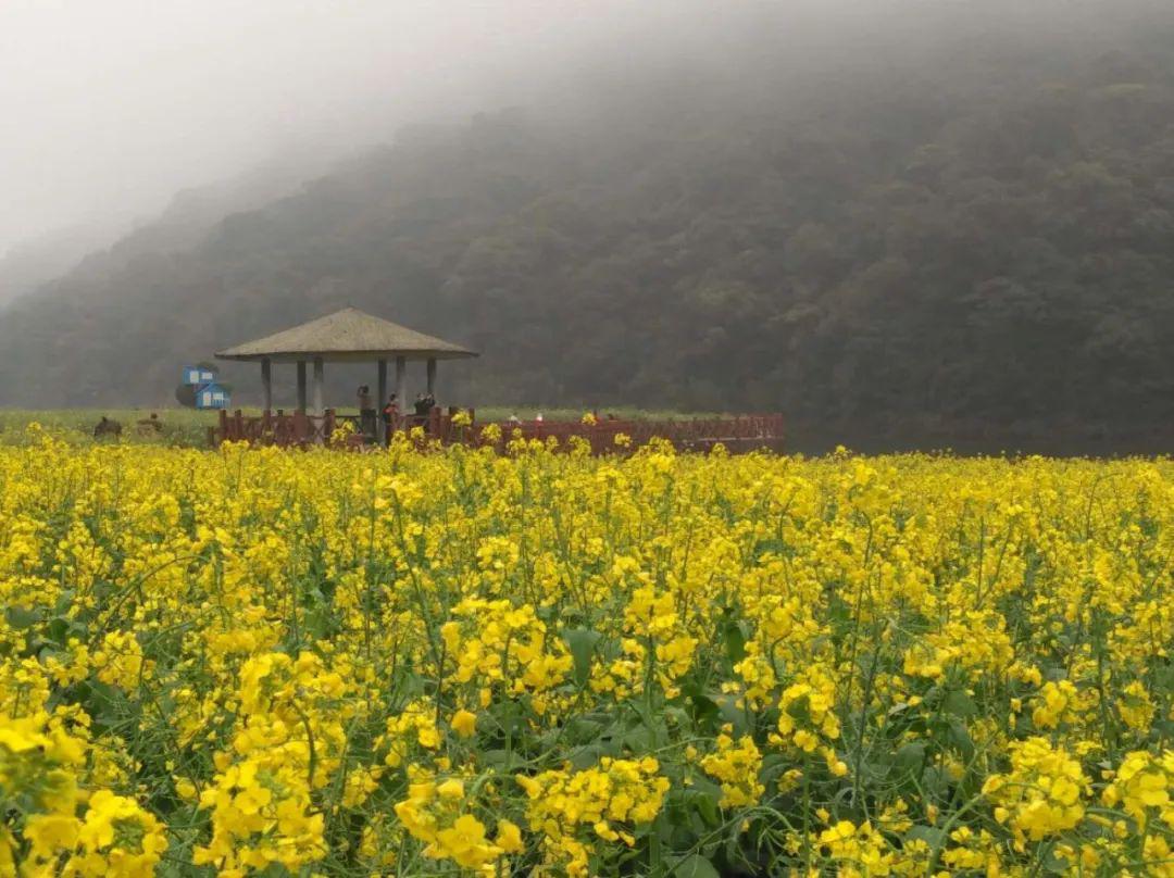 去从化!油菜花海金黄一片,还可品尝"岭南早春第一果"