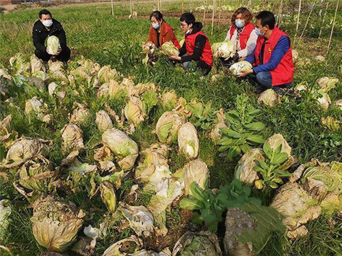 自产自销蔬菜gdp_官宣 沪平城际铁路年底开建 自上海金山区经平湖市,终至海盐县 嘉兴有人开着奔驰来摆摊 八佰伴 巴黎都(3)