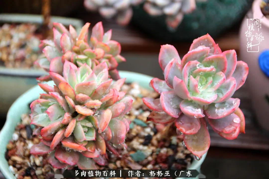 其实是保利安娜,以前是非常傻大个的,慢慢就变成了这样