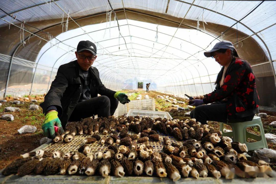 公司2019年9月把羊肚菌引进小海镇松棵社区种植,基地占地220亩,共有