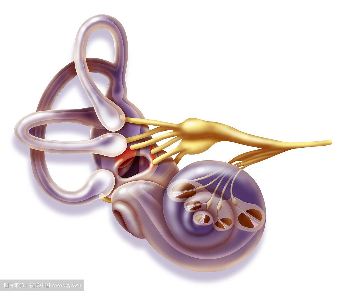 人工耳蜗，奥地利CONCERTO+OPUS2XS和澳大利亚科利耳CI512+CP910哪个好? - 知乎
