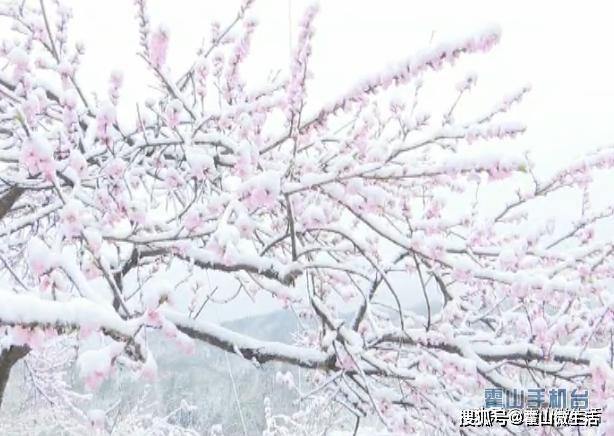 阳春三月桃花雪春茶遭遇倒春寒