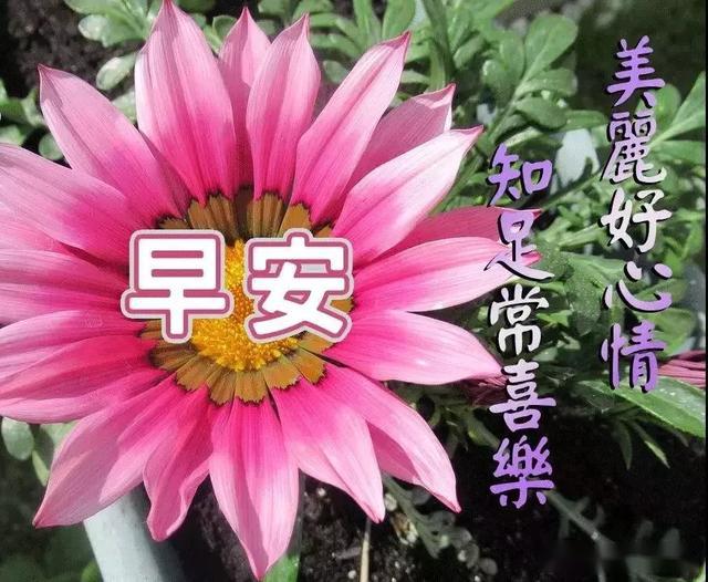 清晨的第一个祝福我让空气捎给您 祝朋友们: 心情舒畅!万事顺心!