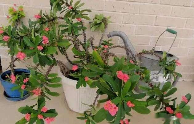 盆栽花怎么养护和管理 2775a08163e74615928310f34229730d.jpeg