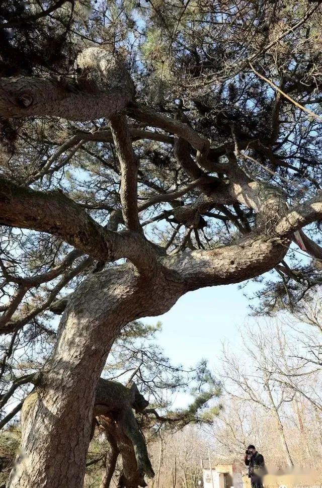 洛南有颗千年龙松你知道在哪吗