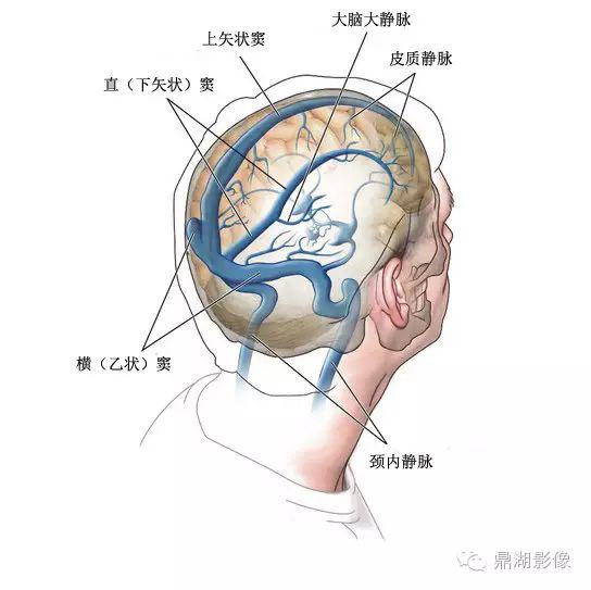 高清头颅静脉系统解剖必点收藏