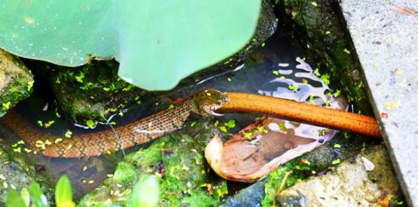 成语农什么蛇_成语故事图片(3)