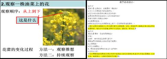 (2)视频学习如何解剖观察一朵油菜花