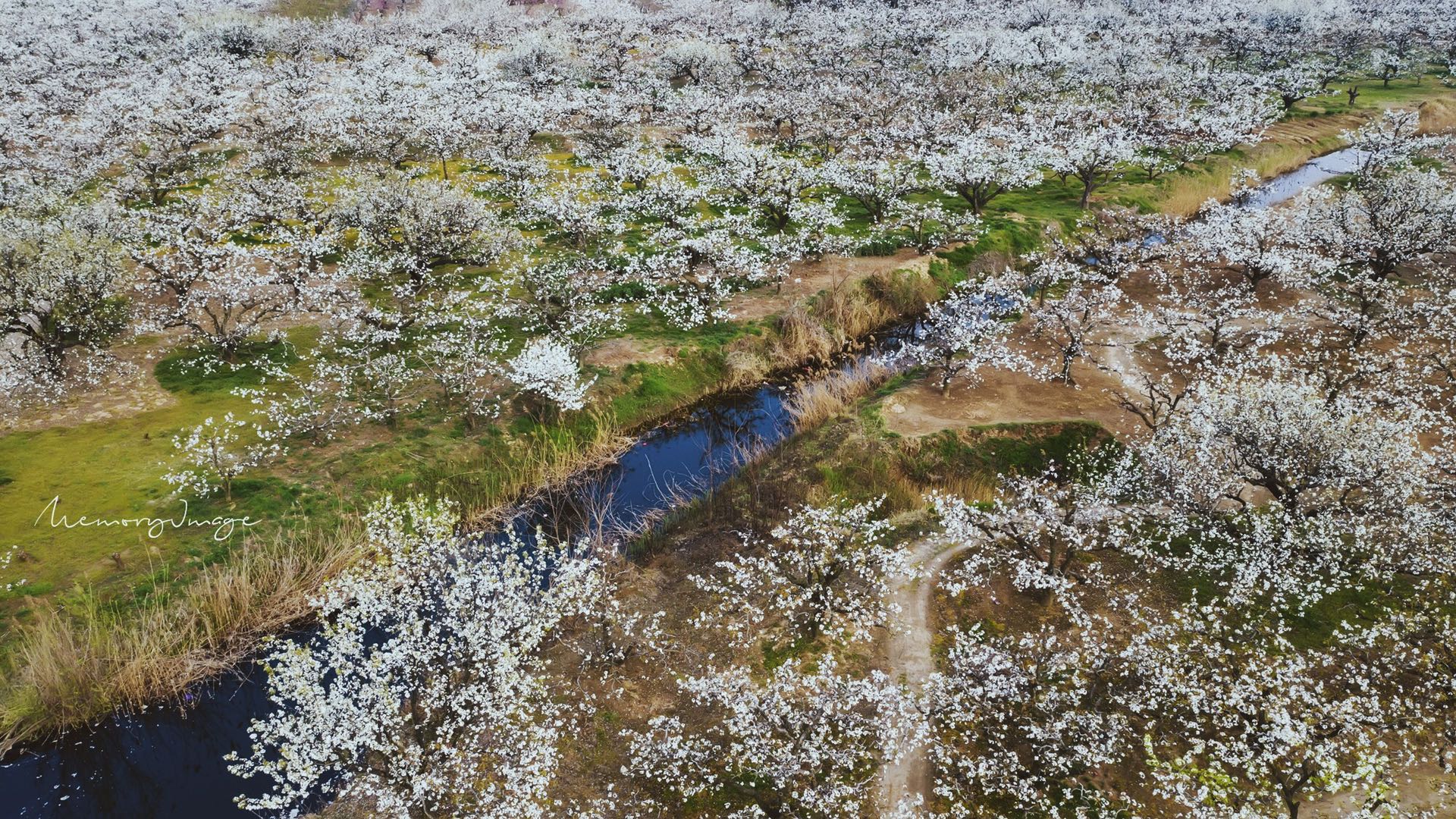 安徽砀山:足不出户"云赏花,航拍震撼万亩梨花!