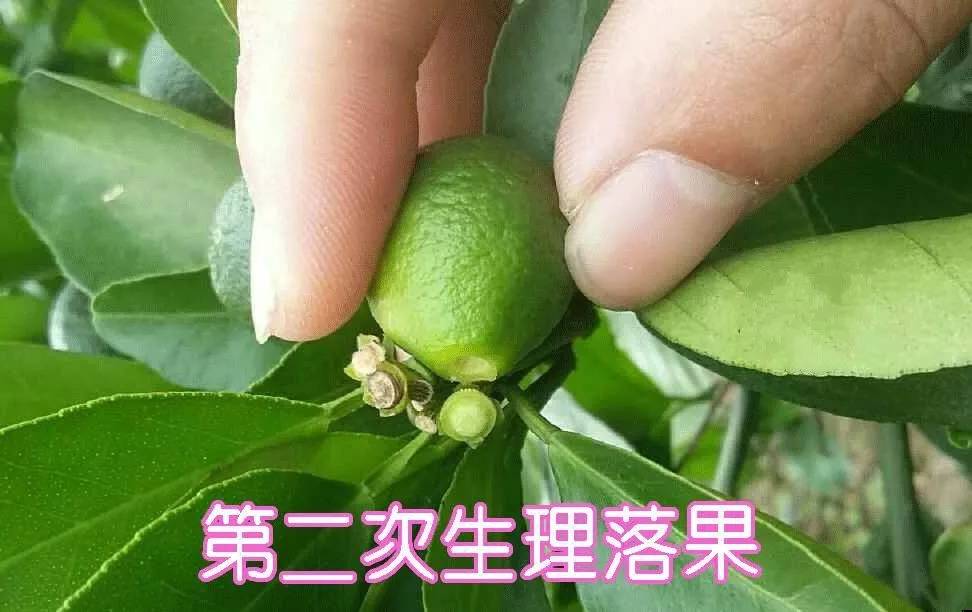 柑橘生理落果高峰来袭保果稳果做好这4点