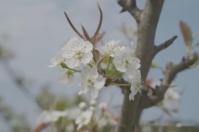 不梨不弃丨疫情难掩春风来,云赏梨花万树开 ——《花