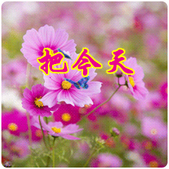 适合群发早上好动态图片带字和鲜花,新版清晨动画问候