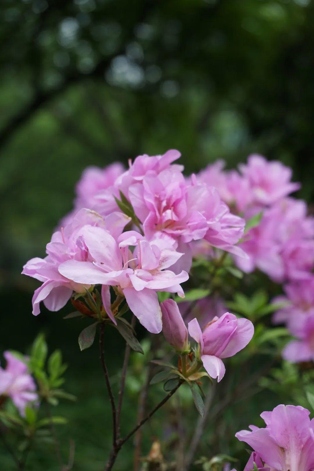 云赏花与茶 | 中茶博里杜鹃开