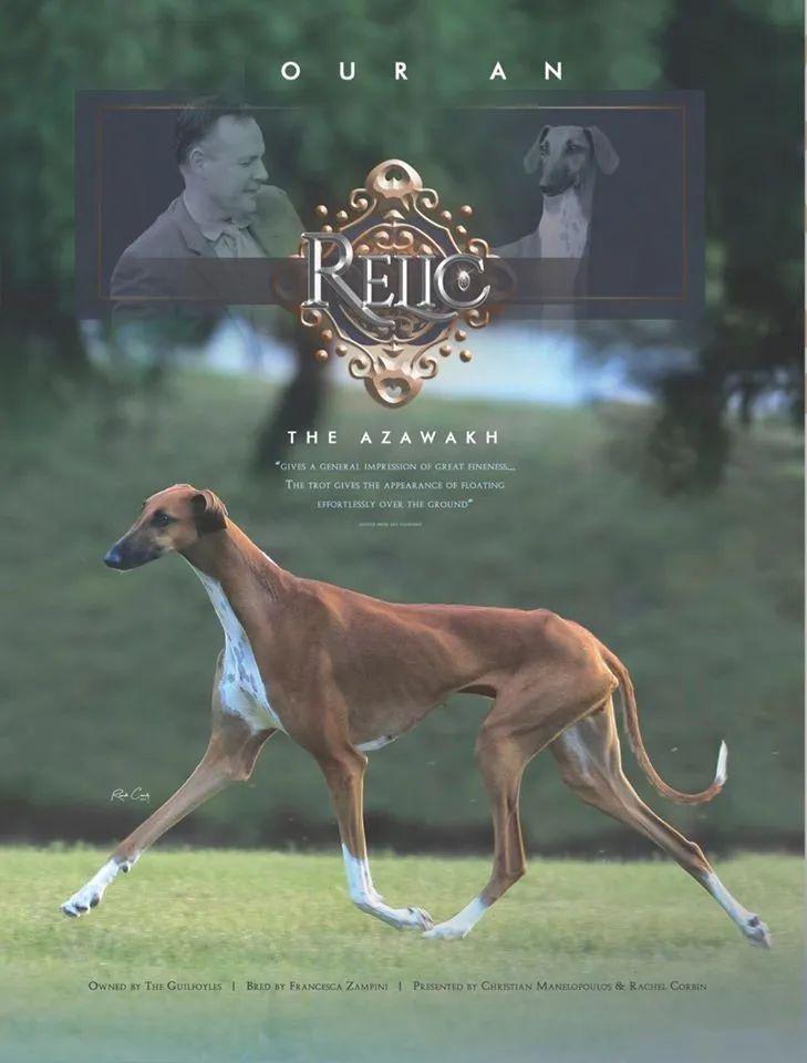 每日一王者"relic"——首条拿到西敏寺犬展bob的阿扎瓦克犬