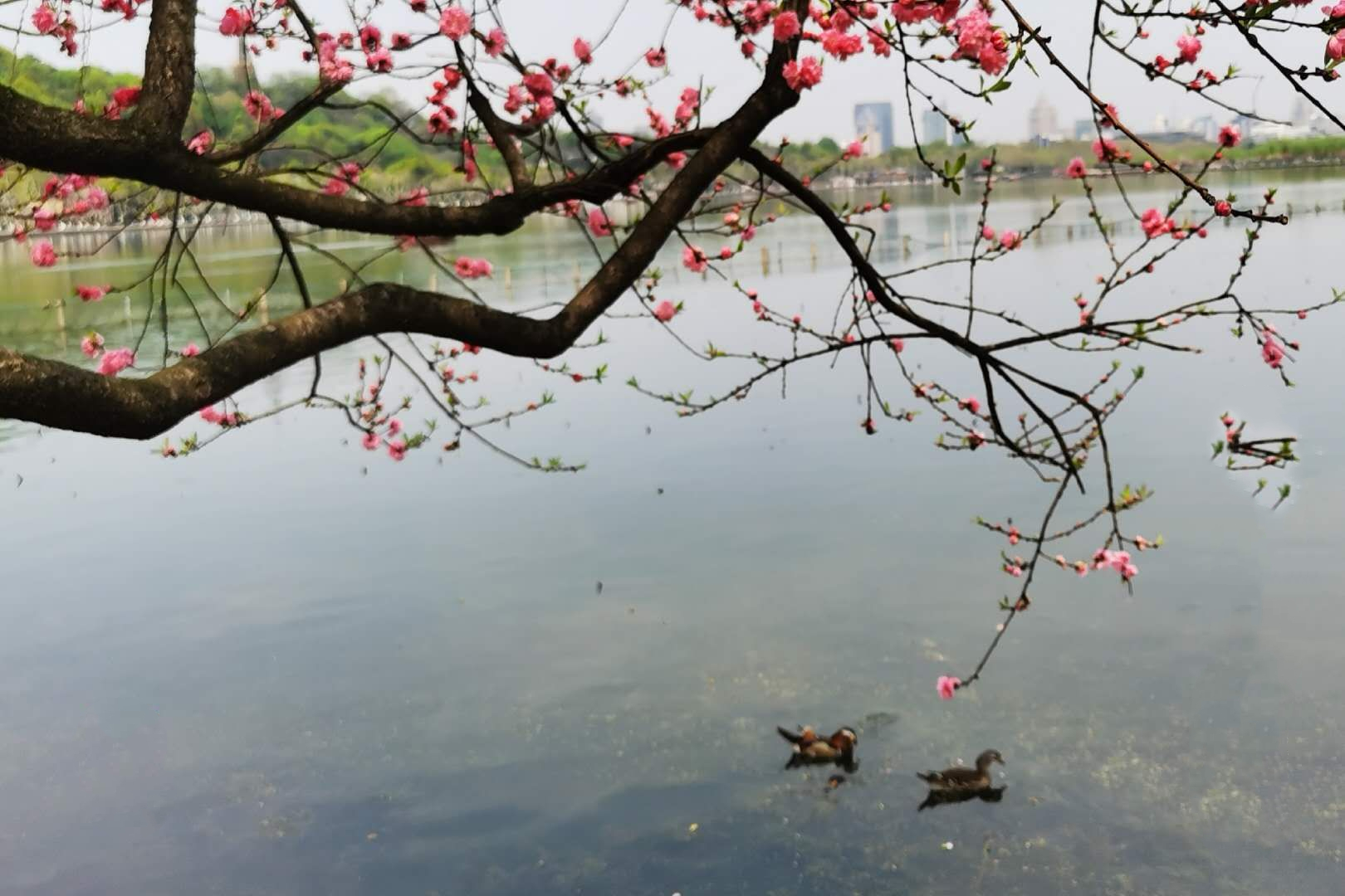 原创风起时做个飞翔的样子诗梦江南