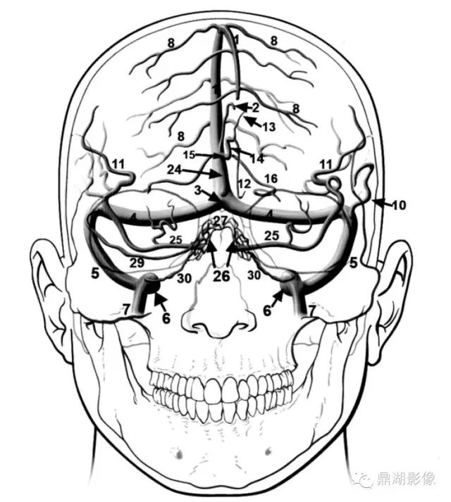 高清头颅静脉系统解剖必点收藏