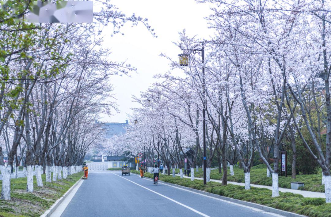 鉴真大道的早樱已零星吐蕊鉴真大道是扬州市区建成的首条樱花大道