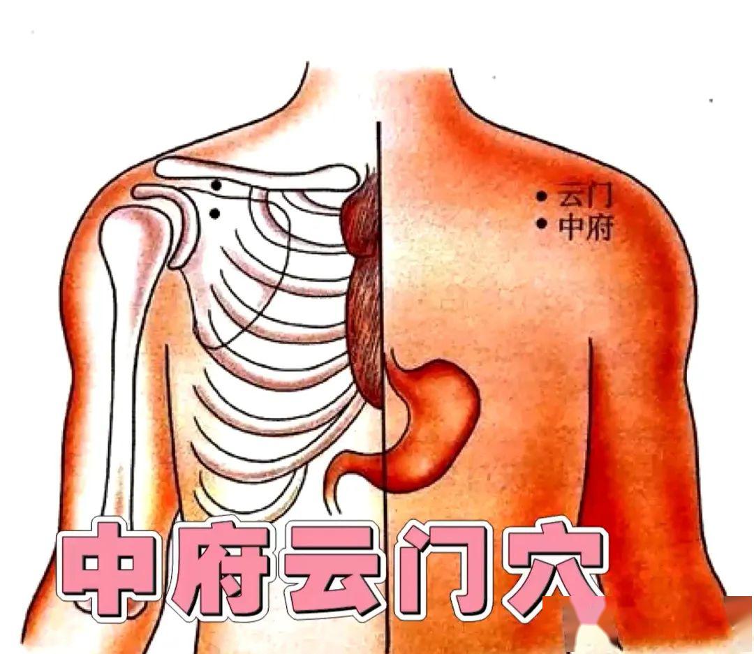 拍打肺经:从中府云门穴开始拍打,到大拇指的少商穴结束.