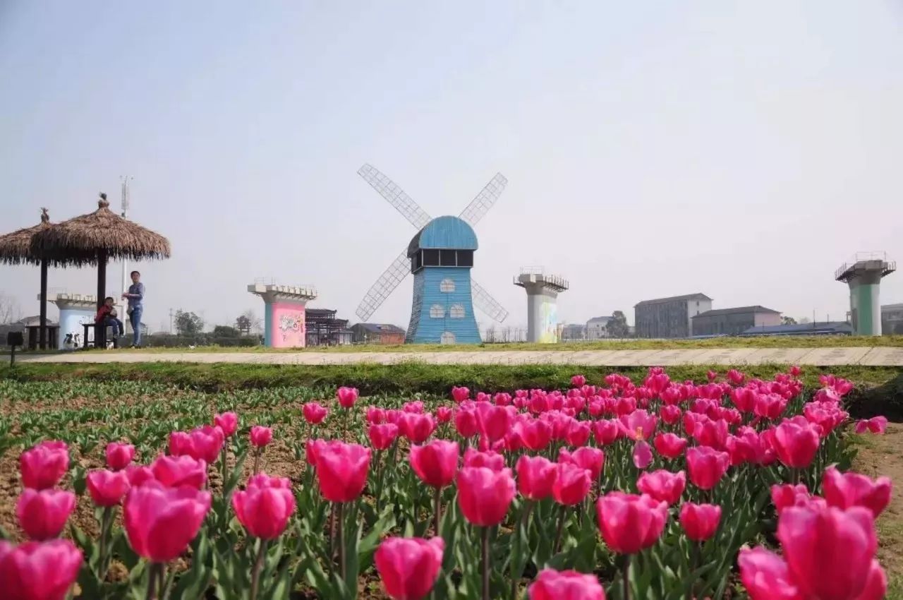 常德枫林花海景区这里四百亩各色花卉,四季花开,姹紫嫣红,一片生机