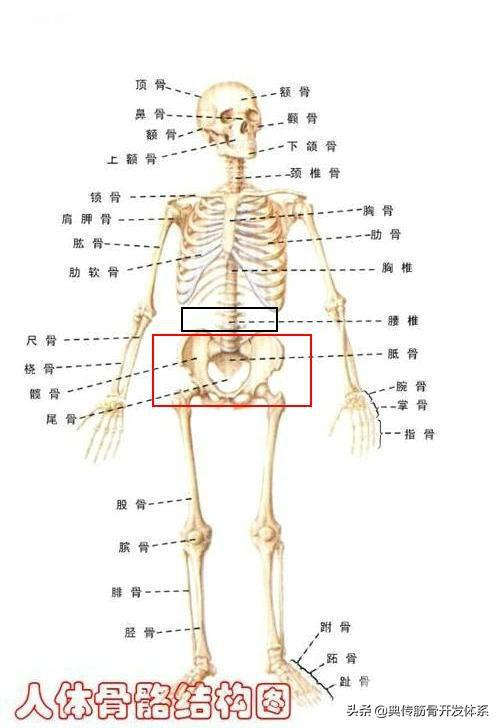 看看下面举例,检测下你  松腰开胯练对了没有——  人体结构图 "胯"