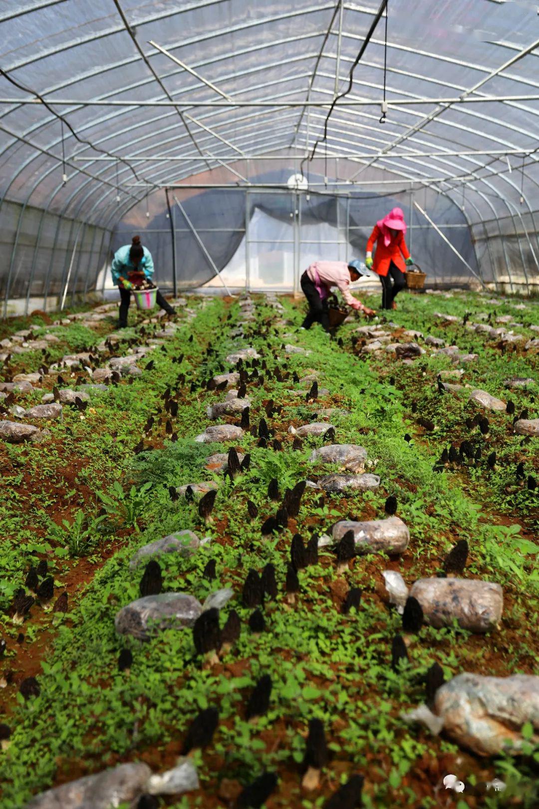 3月30日,记者在松棵社区羊肚菌基地大棚内看到,一个个羊肚菌破土而出