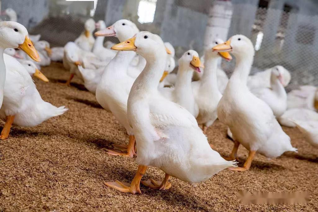 【分享】肉鸭养殖,特别全面的饲养管理,新手必看,值得