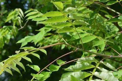 盐肤木为五倍子蚜虫寄主植物在幼枝和叶上形成虫瘿即五倍子