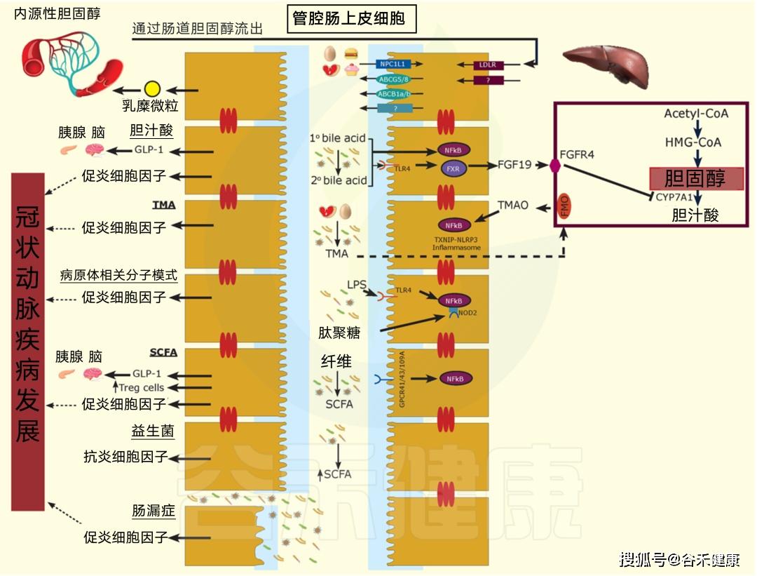 图3 影响cad的多方面机制肠道微生物可以影响肝脏胆固醇代谢的调节