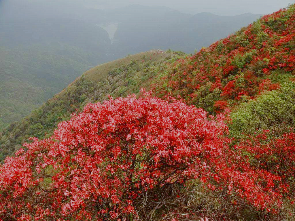 佛冈通天蜡烛点燃了心情,满山杜鹃花映红了天,你知道嘛?