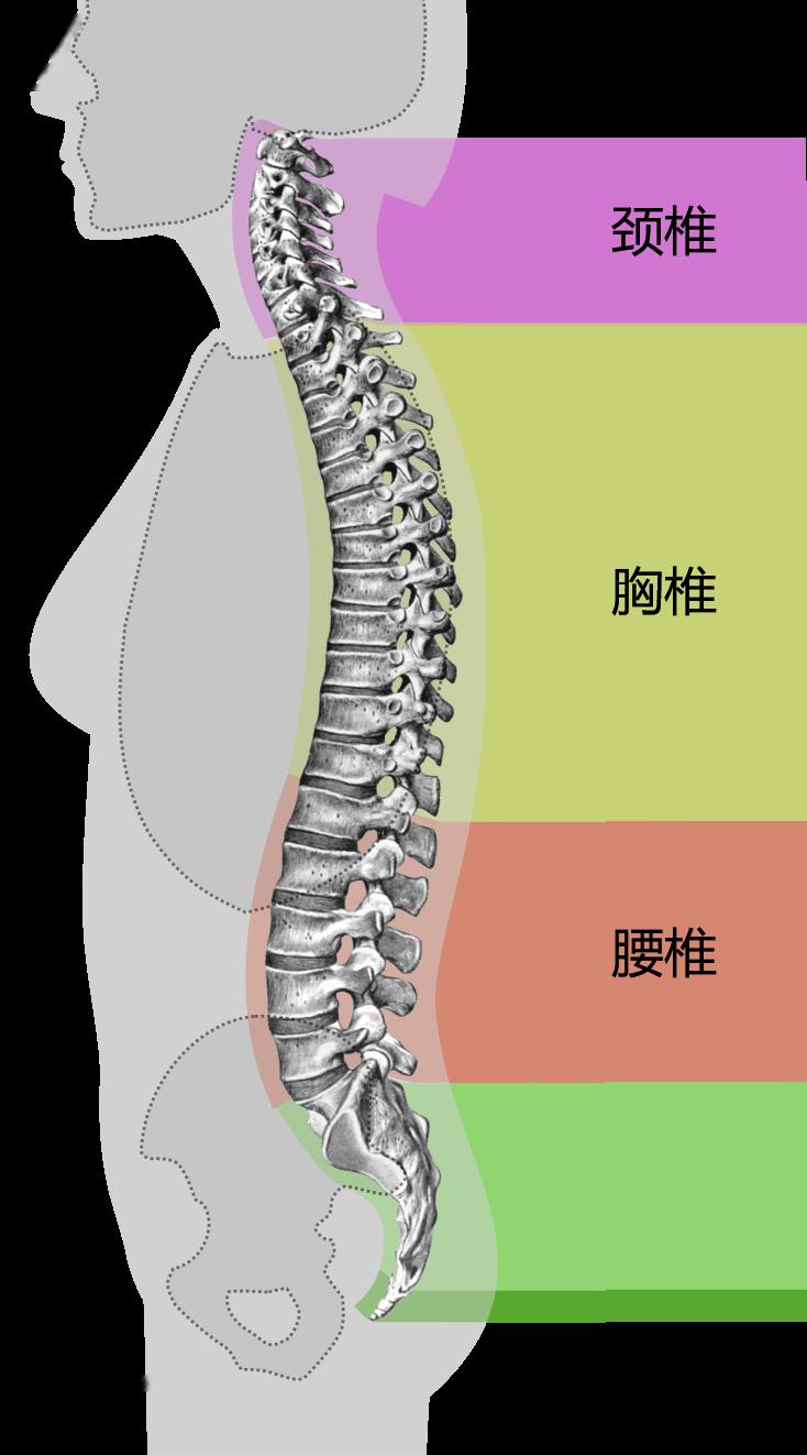 正常站姿下脊柱各段曲度丨wikimedia