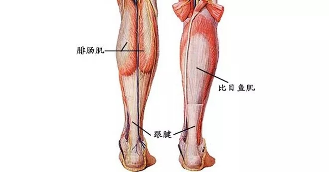 下肢解剖图示例