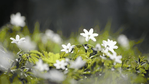 976bc3a1bcad43869bef4b2ce6d2b8eb.gif