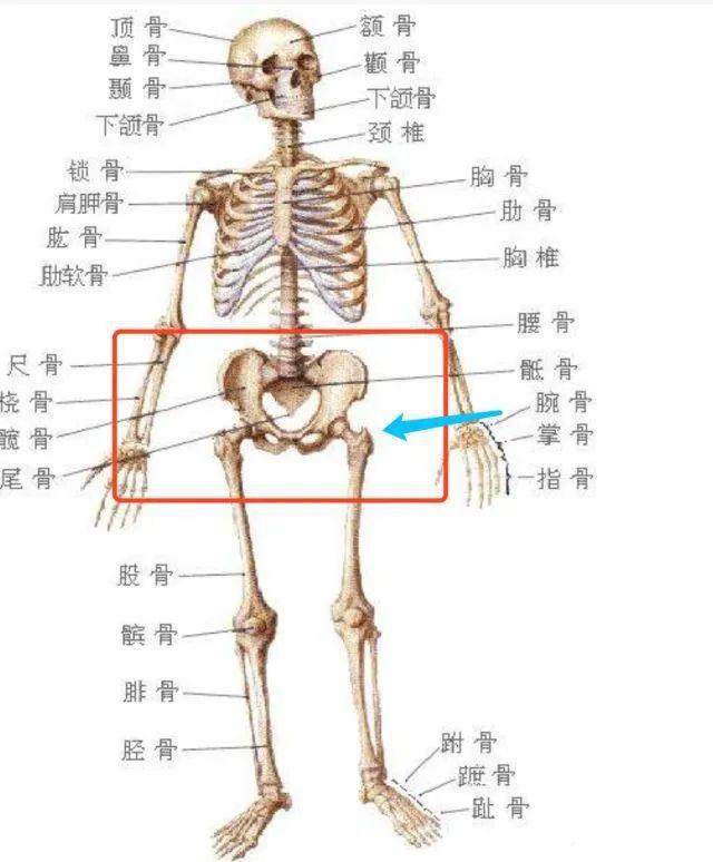 我们所说的胯骨,就是指髋骨.