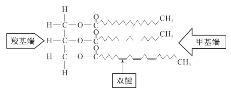 脂肪酸的结构